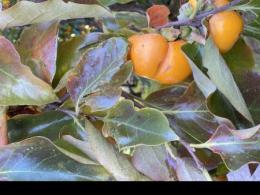 IMG_2180 - St. Paul Hotel | Boutique Hotel Wooster Ohio Branch with ripe orange persimmons among green and purple-tinged leaves.
