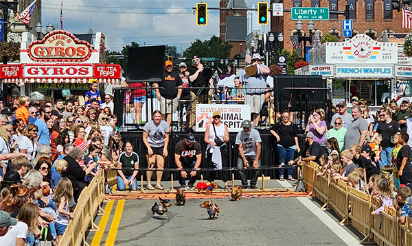woosterfest-weiner-dogs - St. Paul Hotel | Boutique Hotel Wooster Ohio Crowd watches a street chicken race at a festival; four chickens race along a fenced track while spectators line the street and vendor stalls are in the background.